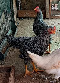 Gallo Amrock 