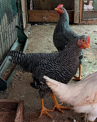 Gallo Amrock 