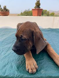Cuccioli di cane Corso