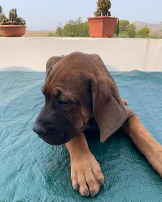 Cuccioli di cane Corso