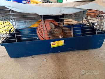 Coniglio nano testa leone