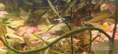 Avanotti di guppy ed endler