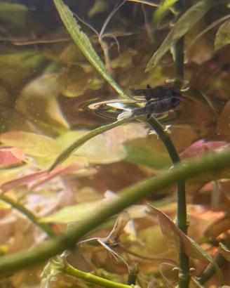 Avanotti di guppy ed endler
