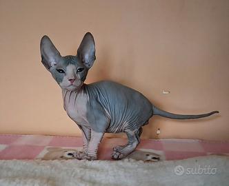 Stupendo e dolcissimo sphynx