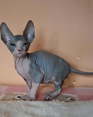 Stupendo e dolcissimo sphynx