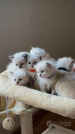 Ragdoll con pedigree tre cuccioli