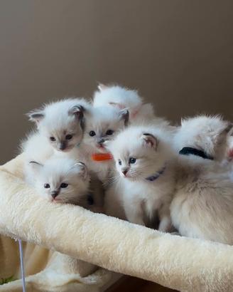 Ragdoll con pedigree tre cuccioli