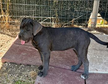 Cucciola grigia cane corso