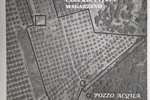 Terreno con uliveto e rudere