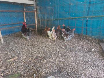 galline conccine nane