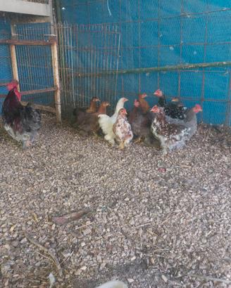 galline conccine nane