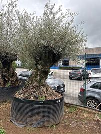 Pianta di ulivo secolare