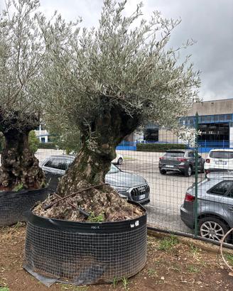Pianta di ulivo secolare