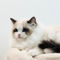 Ragdoll gattino da show pedigree riconosciuto