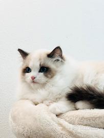 Ragdoll gattino da show pedigree riconosciuto