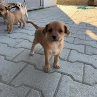 Cuccioli meticci piccola taglia