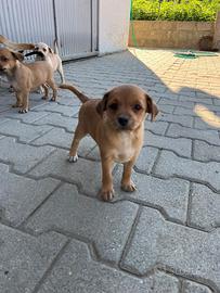 Cuccioli meticci piccola taglia