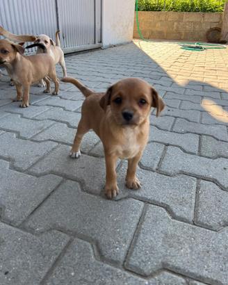 Cuccioli meticci piccola taglia