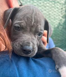 Amstaff blue 