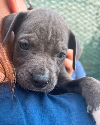 Amstaff blue 