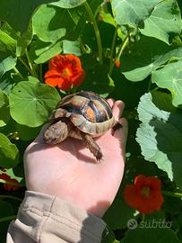 Testudo Marginata sarda