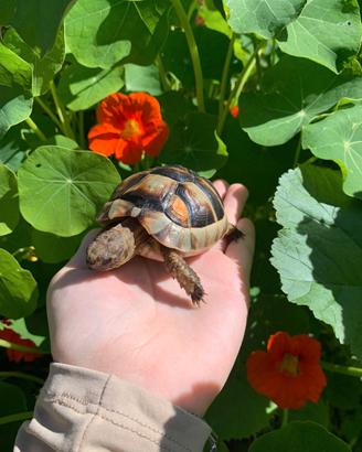 Testudo Marginata sarda