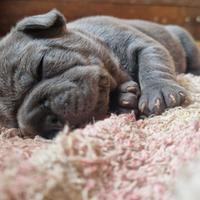 Bulldog francese blu