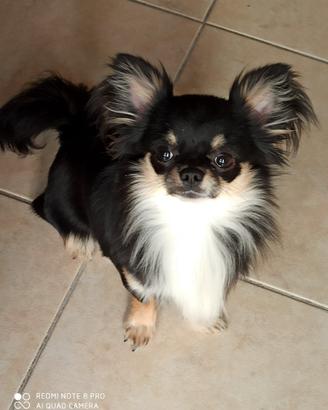 Chihuahua per Monte linea russa