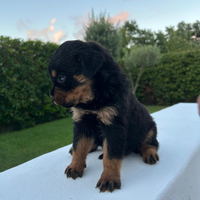 Rottweiler