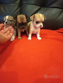 chihuahua 