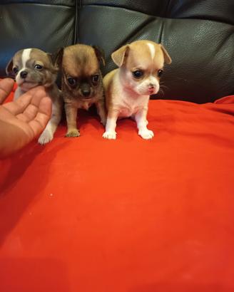 chihuahua 