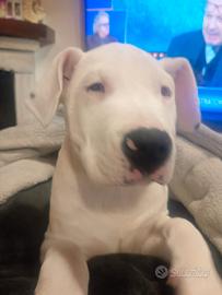 Dogo argentino 10 mesi con pedigree