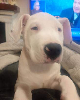 Dogo argentino 10 mesi con pedigree