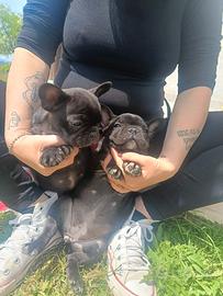 Cucciole bulldog francese