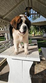 Carne di San Bernardo