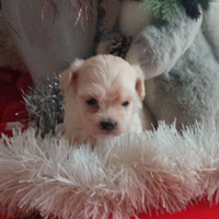 Cuccioli di maltipoo mini toy