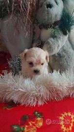 Cuccioli di maltipoo mini toy