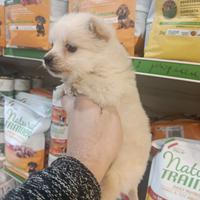 Cucciolo di volpino piccolo