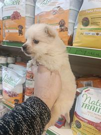 Cucciolo di volpino piccolo