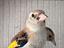 Immagine 4