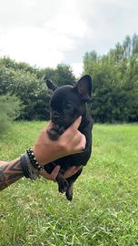 Bouledogue francesi