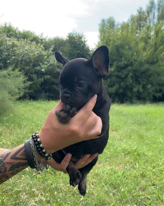 Bouledogue francesi