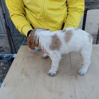 Cucciolata epagneul breton