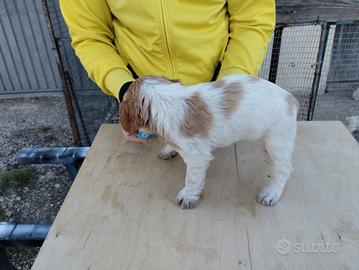 Cucciolata epagneul breton
