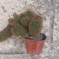 Mammillaria brandegeei pianta grassa