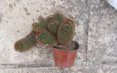 Mammillaria brandegeei pianta grassa