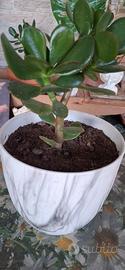 Albero di Giada (Crassula Ovata)