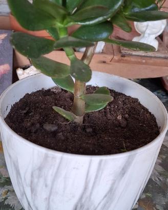 Albero di Giada (Crassula Ovata)