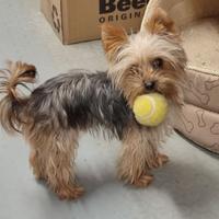 Yorkshire Terrier