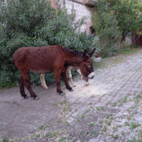 Asina incrocio Martina franca per amiatino